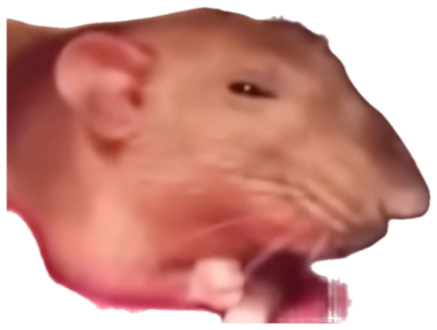 Blurry close-up of a rat nibbling something with a chill, unbothered look sticker