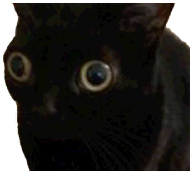 Black cat in dim light with huge dilated eyes staring straight at the camera sticker