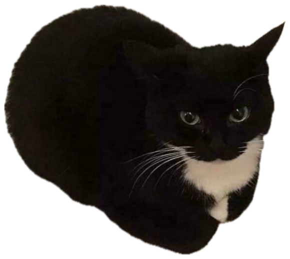 Tuxedo cat curled up smugly on a 'Please do not bend' envelope sticker