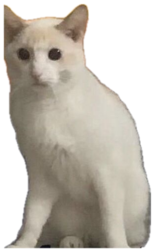 White cat perched on a mountain at sunset captioned 'I MAY BE STUPID' sticker