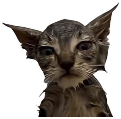 Soaking wet kitten with giant ears staring into your soul after bath time sticker