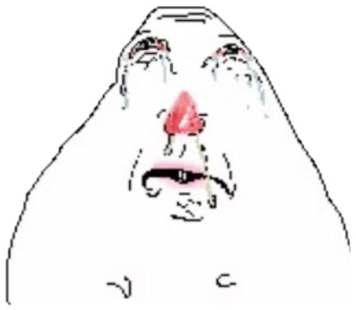 Crying Wojak face close-up with red-tipped nose and tears, overwhelmed with emotion sticker