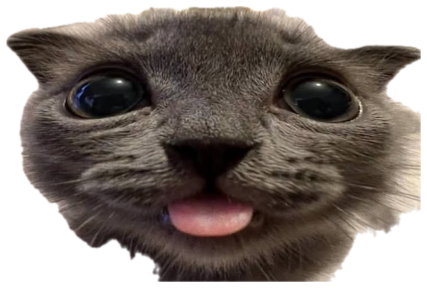 Gray kitten with enormous black eyes stares straight into the camera, tongue poking out sticker