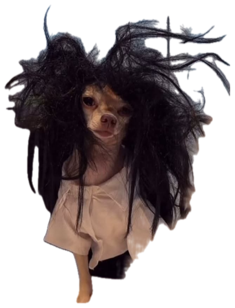Chihuahua in a white shirt wearing a wild black wig, staring into the distance with haunted eyes sticker
