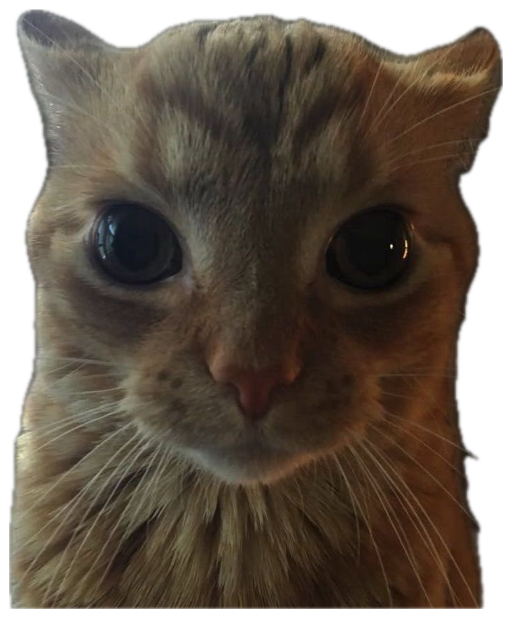 Orange cat staring dead ahead against storm clouds: 'Your on my touch list' sticker
