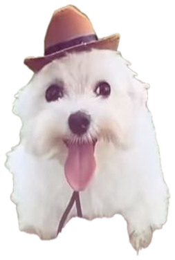Fluffy white dog in a tiny cowboy hat sitting in the grass with its tongue out sticker