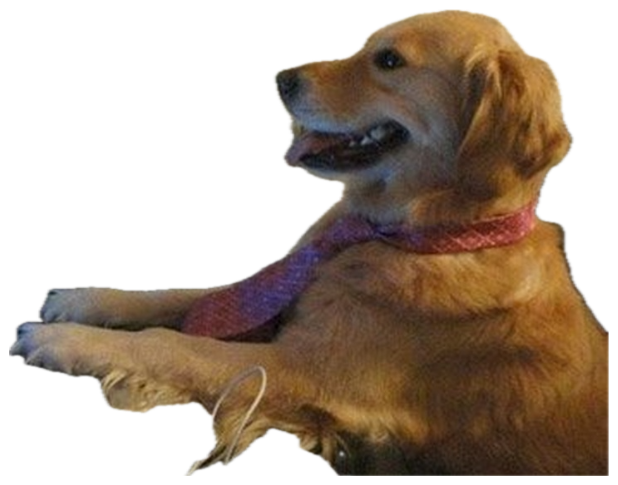 Golden retriever in a tie sitting at a desk typing on a laptop like a busy office worker sticker