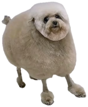Freshly groomed poof-ball dog tilting its head, captioned 'is this aura?' sticker