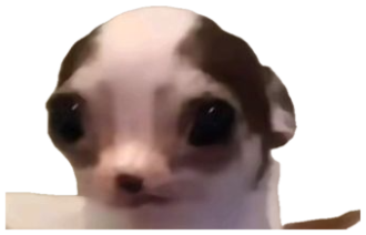 Tiny chihuahua staring at the camera with a stiff, awkward little face sticker