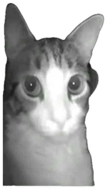 Wide-eyed cat caught in a dim night-vision shot with a floating question mark sticker