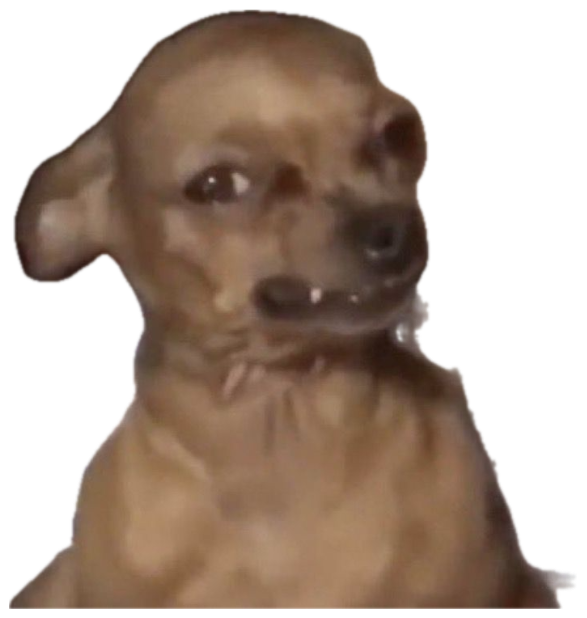 Tiny chihuahua with a jittery, wary expression wrapped in a polka-dot blanket sticker