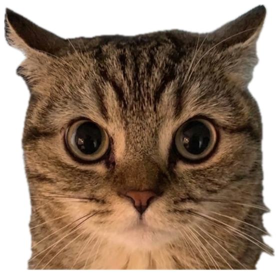 A wide-eyed tabby cat staring into the camera captioned 'This cat looks at gay people' sticker