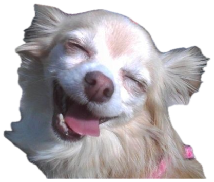 Fluffy cream chihuahua squinting with a wide open-mouthed grin in the sun sticker