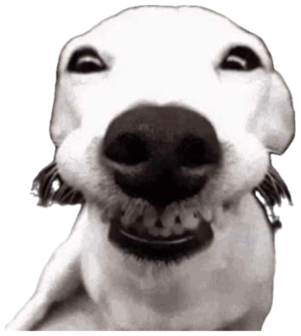 Black and white photo of a dog grinning ear to ear with a huge toothy smile sticker