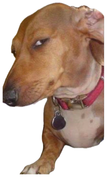 Brown dachshund cutting a hard sideways side-eye at the camera sticker