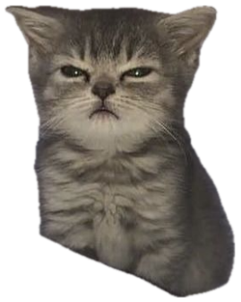 Tiny grey kitten sitting up in bed with a full grown grumpy scowl sticker