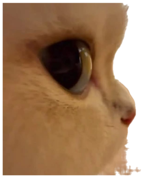 Extreme close-up of a cream cat's face with one enormous dilated eye filling the frame sticker