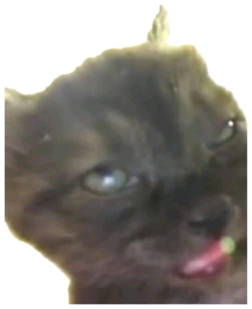 Blurry dark kitten with its tongue out mid-goofy face sticker