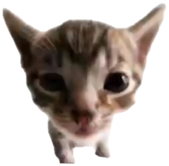 Tiny kitten with huge eyes staring dead-on, threatening 'touch me and I'll touch you back harder' sticker