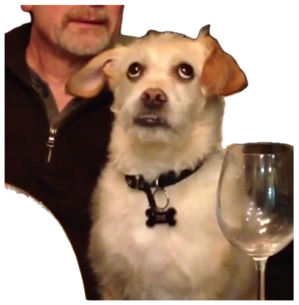 Scruffy dog at the dinner table with big worried side-glancing eyes sticker