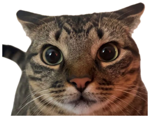 Wide-eyed cat locking in for a 'staring contest go' sticker