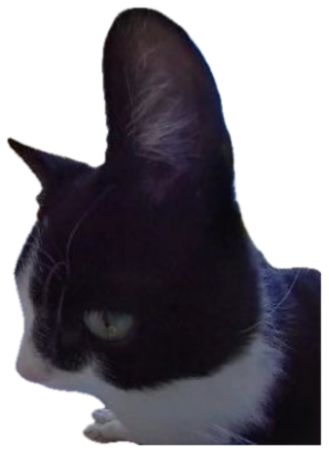 Tuxedo cat throwing a sharp side-eye on a porch captioned 'SO I'VE HEARD' sticker