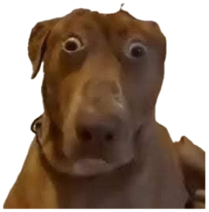 Brown dog with hugely bulging eyes caught in a total shocked stare sticker