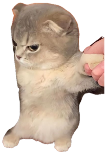 Grumpy fluffy kitten being held up by a hand, looking thoroughly unhappy sticker