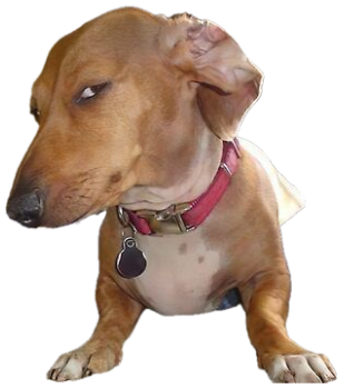 Dachshund lounging on a blanket throwing a sharp sideways side-eye sticker