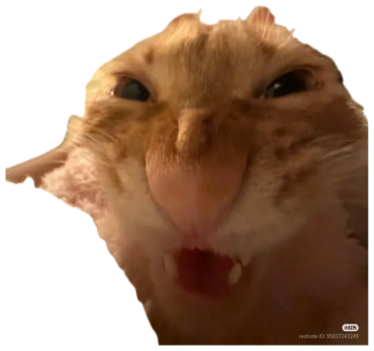 Fluffy golden hamster pressing its face into the camera with its mouth wide open sticker