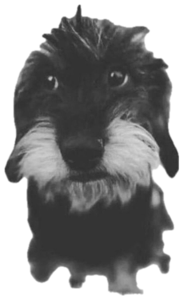 Black-and-white shot of a scruffy dachshund puppy charging straight at the camera sticker