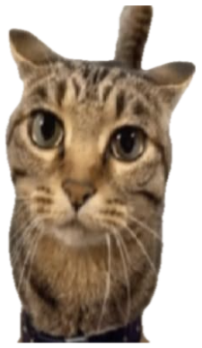 Tabby cat staring dead ahead under a yellow arrow asking 'IS HE GOATED?' sticker
