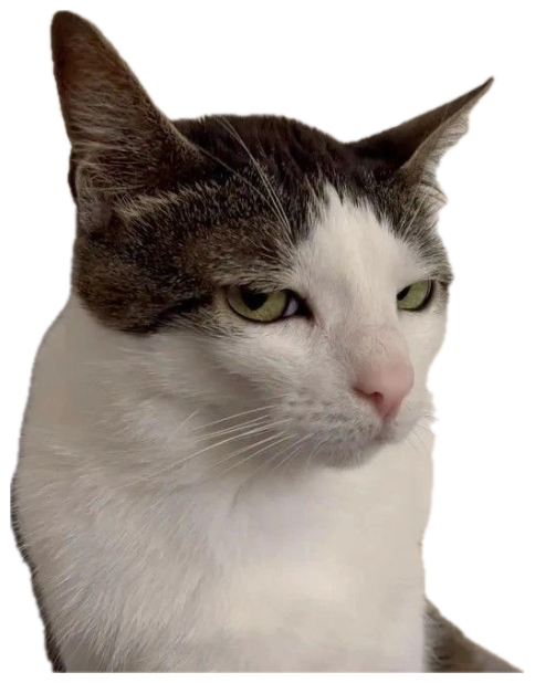 Brown-and-white cat with half-lidded eyes giving a distinctly unimpressed, annoyed look sticker