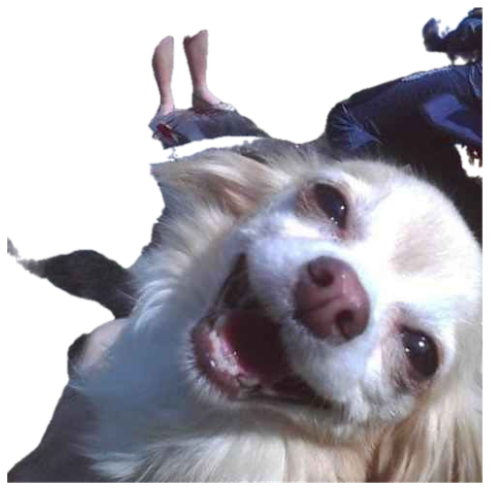 Fluffy little dog leaning into the camera with a wide, delighted open-mouth grin sticker