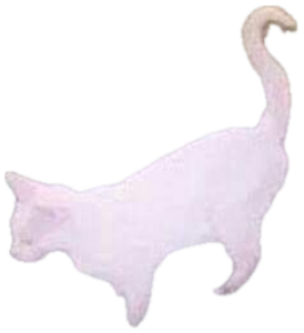 White cat glowing with a mystical aura in the grass captioned 'PUSSY MAGIC' sticker