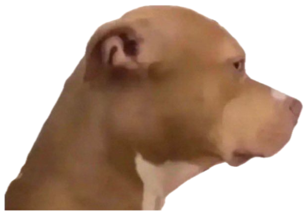 Pit bull in profile ignoring the camera with a cool, unbothered look sticker