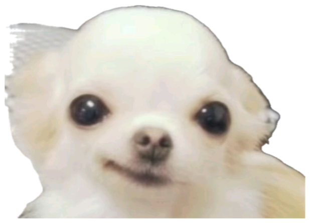 Fluffy white chihuahua giving a tight, slightly forced closed-mouth smile sticker