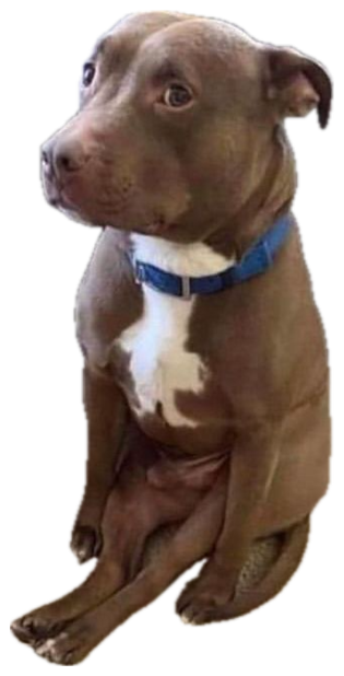Brown pit bull sitting upright on carpet with a collar, tilting its head and giving a serious look sticker
