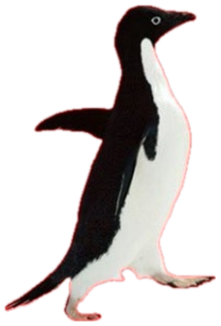 Socially Awkward Penguin waddling across a red diamond background sticker
