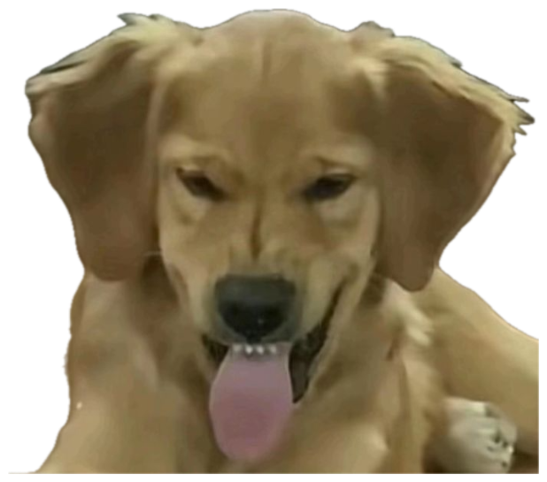Golden retriever with droopy half-closed eyes and tongue hanging out, completely done with everything sticker