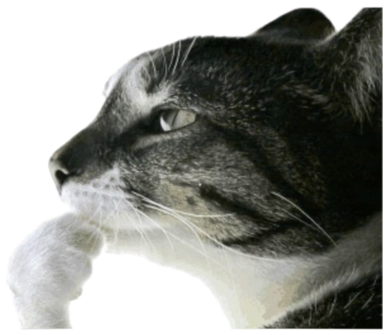 Profile of a tabby cat under crossed-out 'it might be ragebait' corrected to 'It is ragebait' sticker