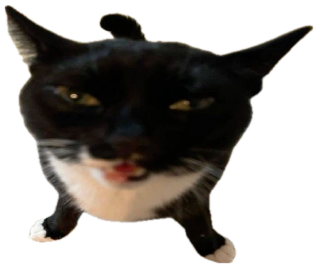 Black cat with a smug, unimpressed face captioned 'erm what the freak..' sticker