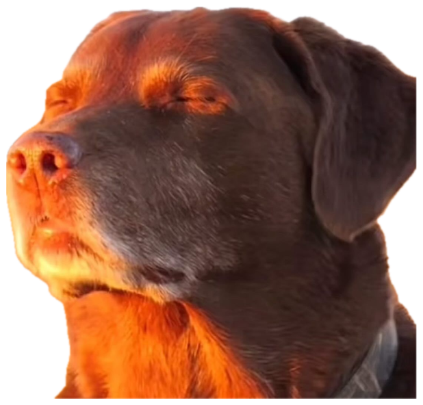 Dark Labrador with eyes closed basking in golden sunset light, completely at peace sticker