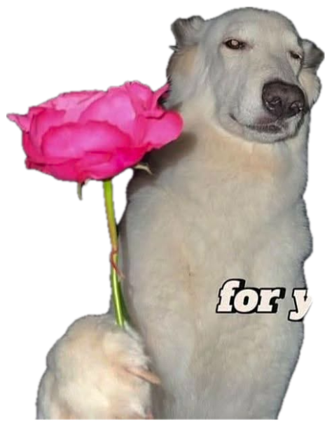 White fluffy dog standing upright holding out a pink rose captioned 'for you' sticker
