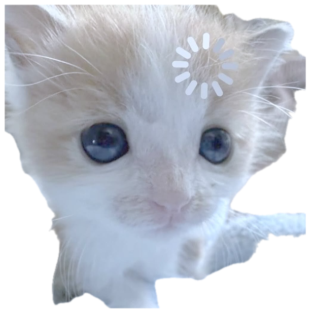 Fluffy cream kitten with huge blue eyes staring straight into the camera sticker