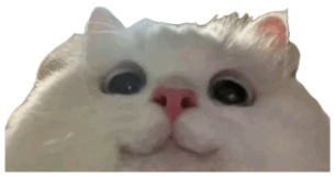 Fluffy white cat peeking at the camera with wide mismatched eyes and a subtle grin sticker