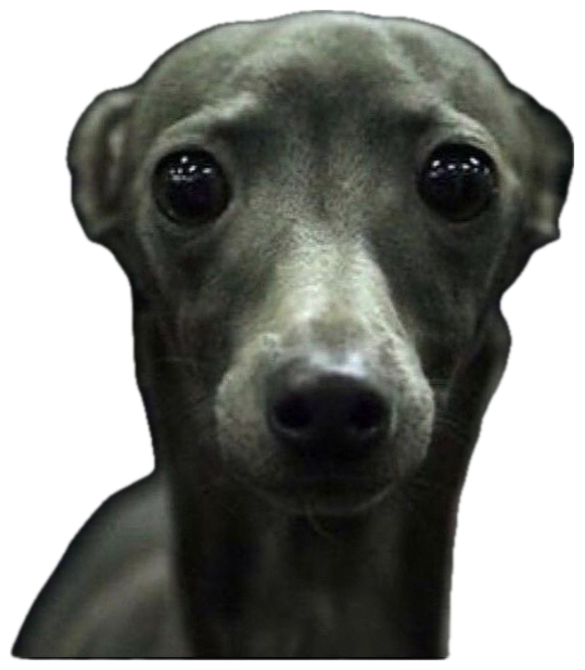 Grey italian greyhound with big glossy eyes staring nervously into the dark sticker