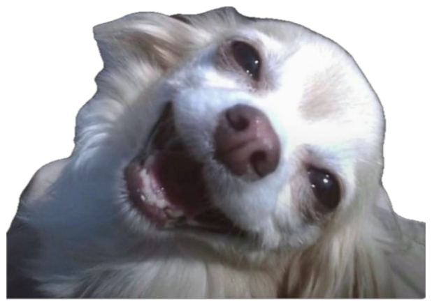 White chihuahua head tilted back against black, mouth open mid-cackle sticker