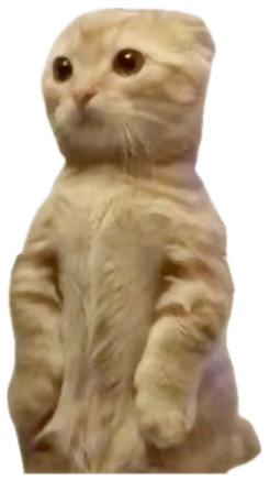 Ginger cat standing upright on its hind legs: 'U mad cuz i'm literally taller than you' sticker