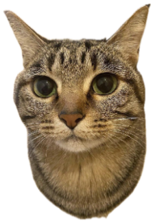 Tabby cat looking up flatly, captioned 'ok bro... ur weird' sticker
